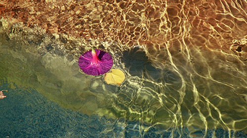 Piscine naturelle Bassin de baignade 134