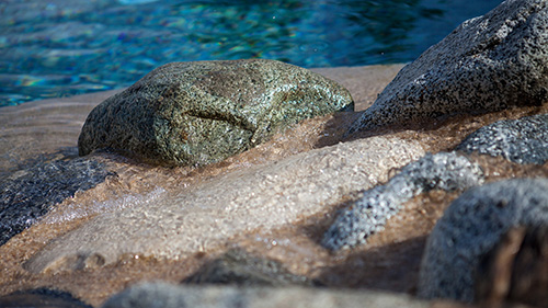 Piscine naturelle Bassin de baignade 240